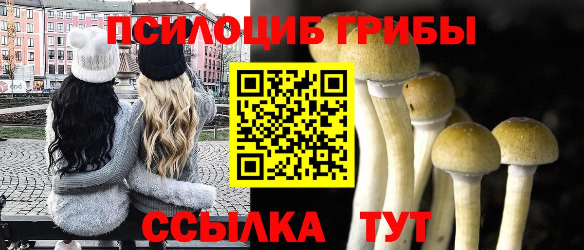 Псилоцибиновые грибы Cubensis Березники